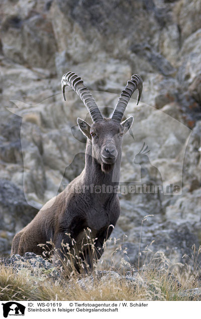 Steinbock in felsiger Gebirgslandschaft / WS-01619