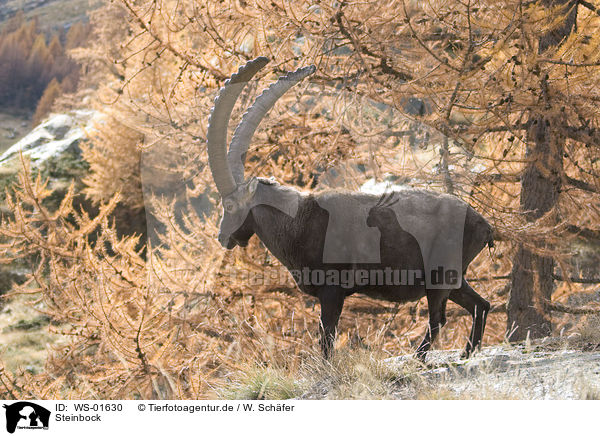 Steinbock / ibex / WS-01630