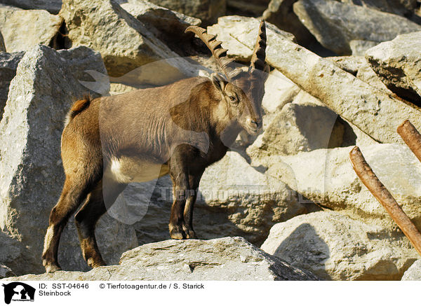 Steinbock / SST-04646