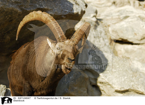 Steinbock / ibex / SST-04647