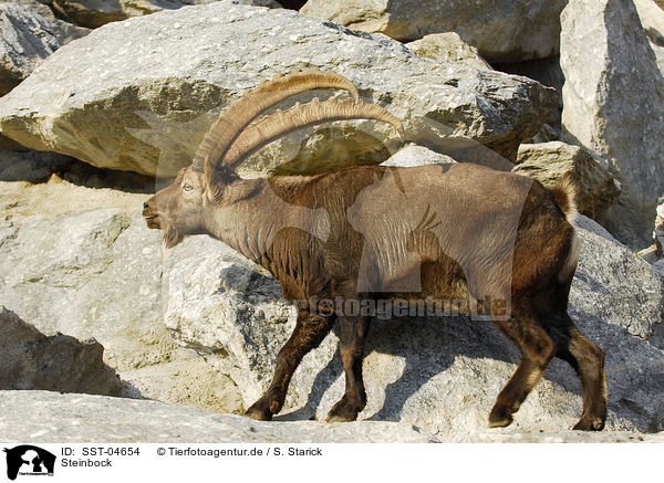 Steinbock / SST-04654