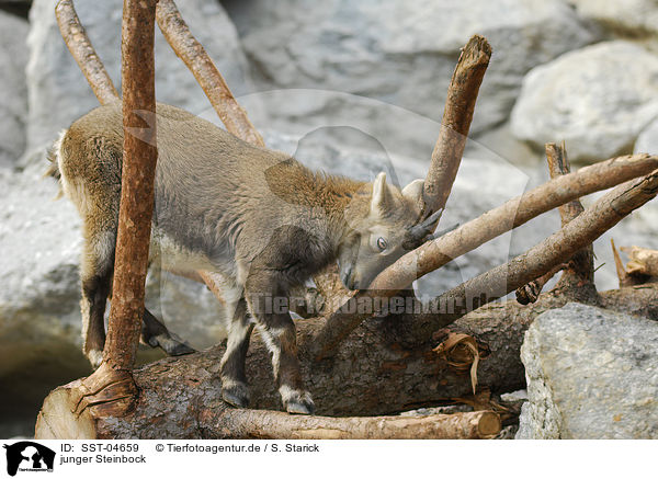 junger Steinbock / young ibex / SST-04659