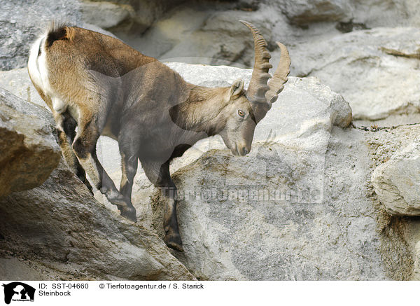 Steinbock / ibex / SST-04660