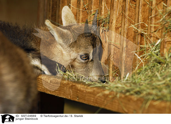 junger Steinbock / young ibex / SST-04669
