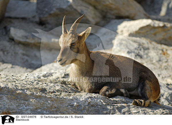 Steinbock / ibex / SST-04676