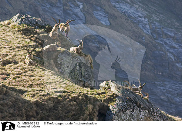 Alpensteinbcke / MBS-02912