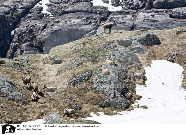 Alpensteinbcke / Alpine ibexes / MBS-02917