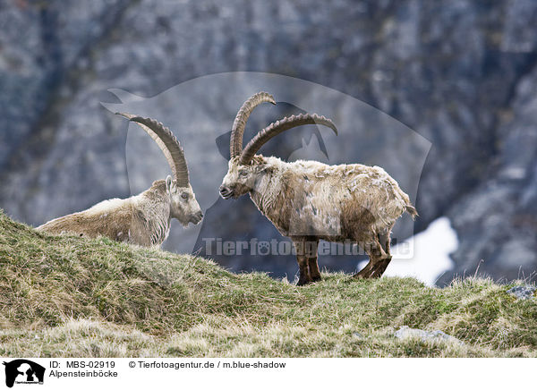 Alpensteinbcke / Alpine ibexes / MBS-02919