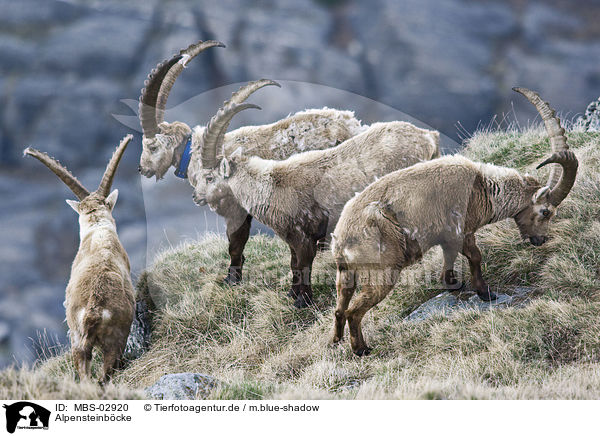 Alpensteinbcke / Alpine ibexes / MBS-02920