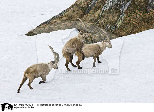 Alpensteinbcke / Alpine ibexes / MBS-02925