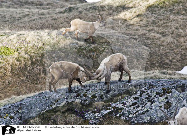 Alpensteinbcke / Alpine ibexes / MBS-02926