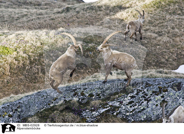 Alpensteinbcke / Alpine ibexes / MBS-02928