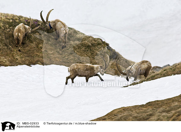 Alpensteinbcke / Alpine ibexes / MBS-02933