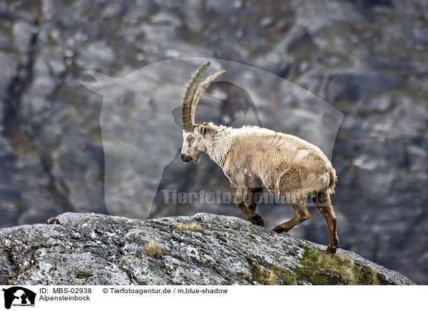 Alpensteinbock / Alpine ibex / MBS-02938