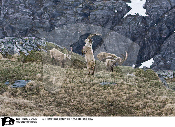 Alpensteinbock / Alpine ibex / MBS-02939