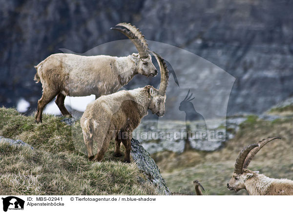 Alpensteinbcke / Alpine ibexes / MBS-02941