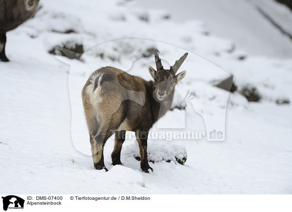 Alpensteinbock / Alpine ibex / DMS-07400