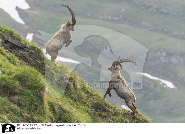 Alpensteinbcke / Alpine ibexes / AT-01917