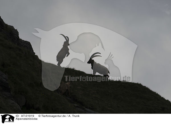 Alpensteinbcke / Alpine ibexes / AT-01919