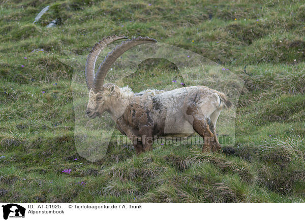 Alpensteinbock / Alpine ibex / AT-01925
