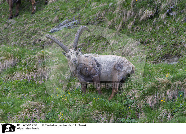 Alpensteinbock / AT-01930