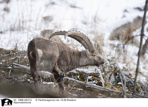 Alpensteinbock / DMS-08313