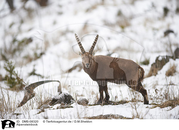 Alpensteinbock / DMS-08320