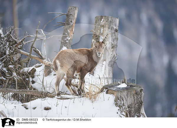 Alpensteinbock / Alpine ibex / DMS-08323