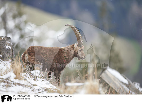 Alpensteinbock / Alpine ibex / DMS-08326