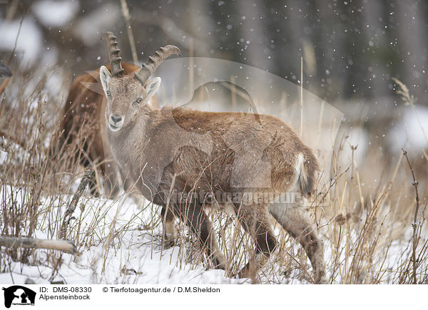 Alpensteinbock / Alpine ibex / DMS-08330