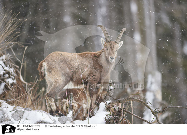 Alpensteinbock / DMS-08332