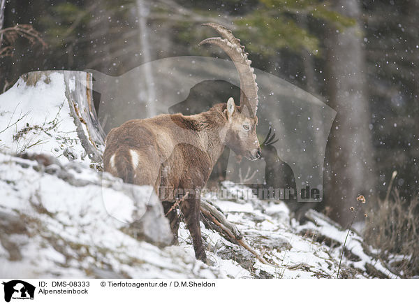 Alpensteinbock / Alpine ibex / DMS-08333