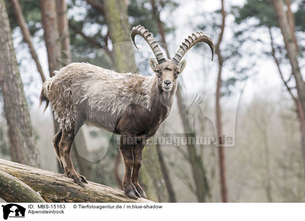 Alpensteinbock / MBS-15163