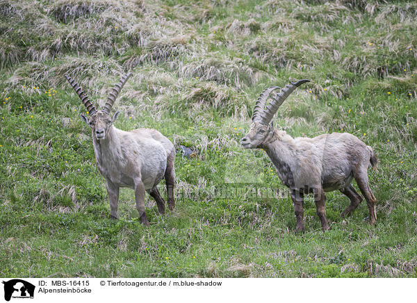 Alpensteinbcke / Alpine ibexes / MBS-16415