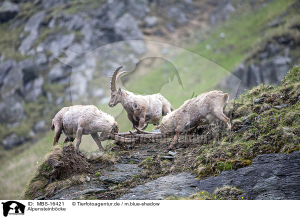 Alpensteinbcke / Alpine ibexes / MBS-16421