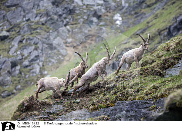 Alpensteinbcke / Alpine ibexes / MBS-16422