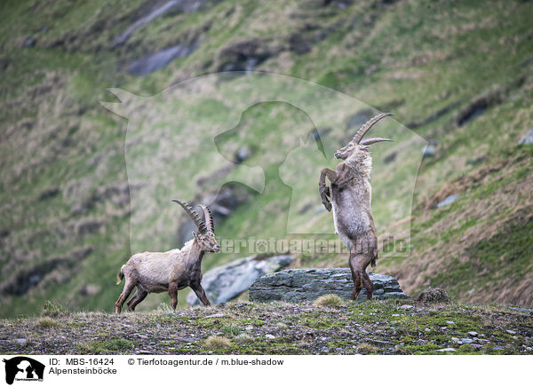 Alpensteinbcke / Alpine ibexes / MBS-16424