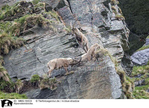 Alpensteinbcke / Alpine ibexes / MBS-16433
