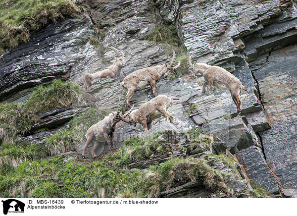 Alpensteinbcke / Alpine ibexes / MBS-16439