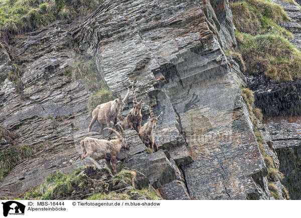 Alpensteinbcke / Alpine ibexes / MBS-16444