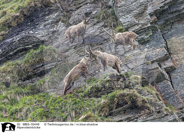 Alpensteinbcke / Alpine ibexes / MBS-16446