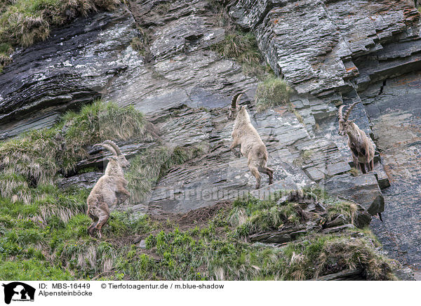 Alpensteinbcke / Alpine ibexes / MBS-16449