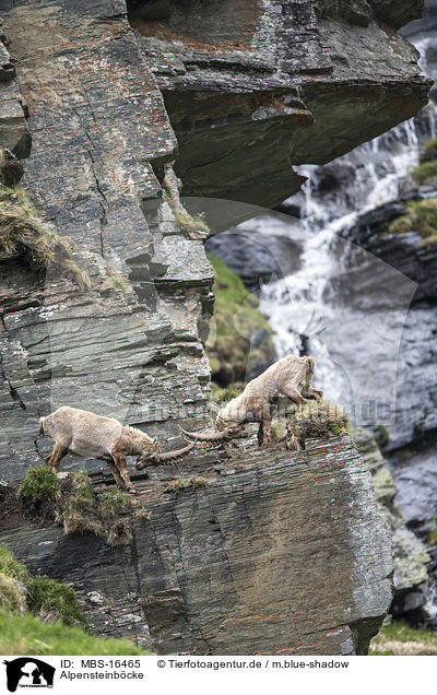 Alpensteinbcke / Alpine ibexes / MBS-16465