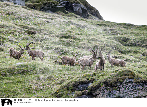 Alpensteinbcke / Alpine ibexes / MBS-16471