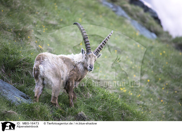 Alpensteinbock / Alpine ibex / MBS-16473