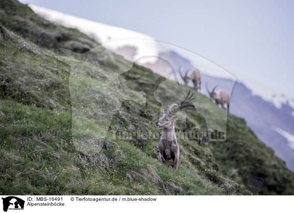 Alpensteinbcke / Alpine ibexes / MBS-16491
