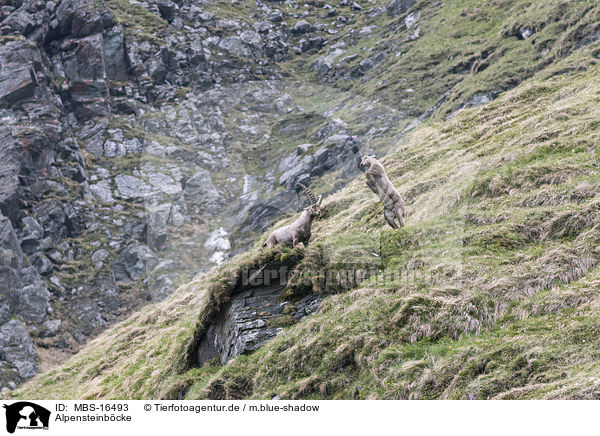 Alpensteinbcke / Alpine ibexes / MBS-16493