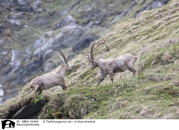 Alpensteinbcke / Alpine ibexes / MBS-16494