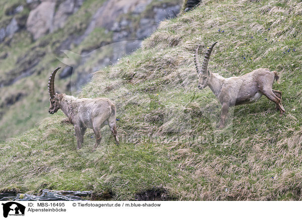 Alpensteinbcke / Alpine ibexes / MBS-16495