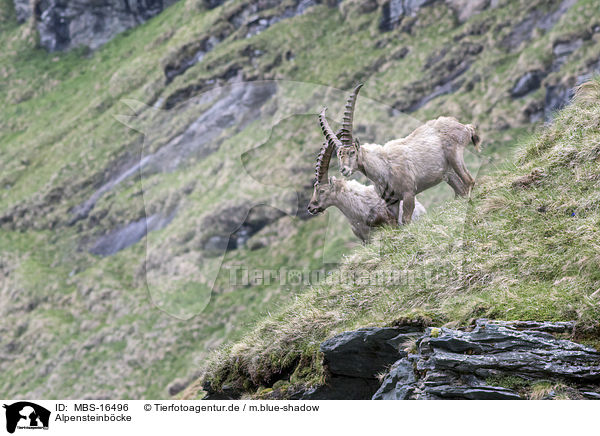 Alpensteinbcke / Alpine ibexes / MBS-16496